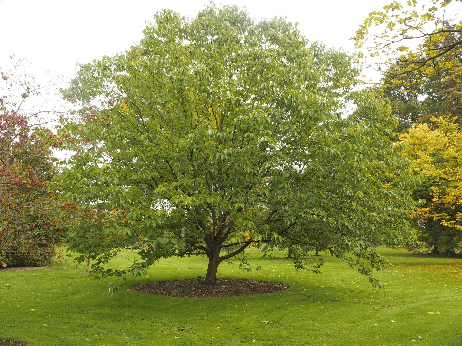 Hovenia-dulcis3XASIatZ8VP4H