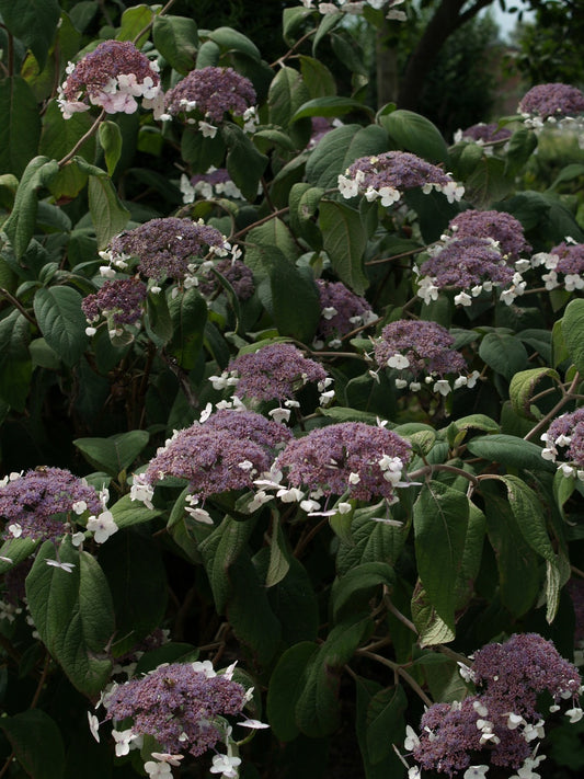Hydrangea-aspera-Macrophylla