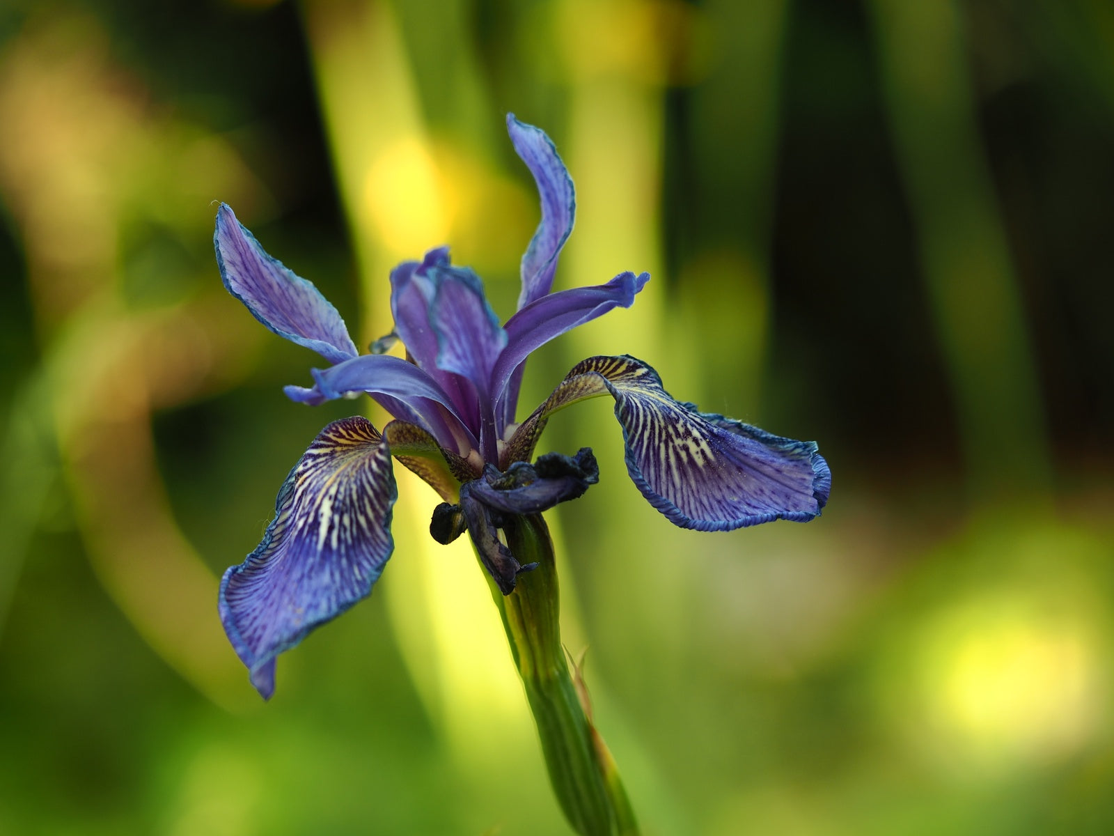 Iris-buleyana