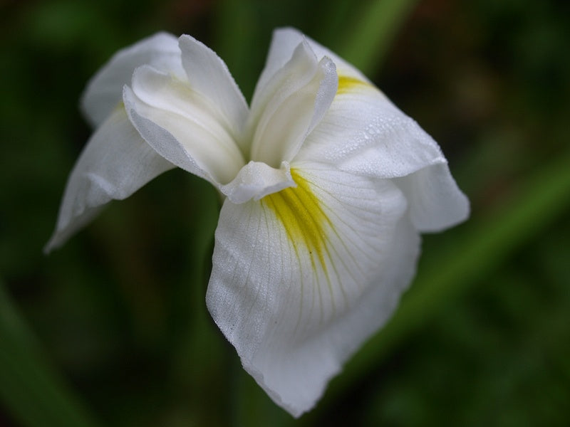 Iris-ensata-Diamant