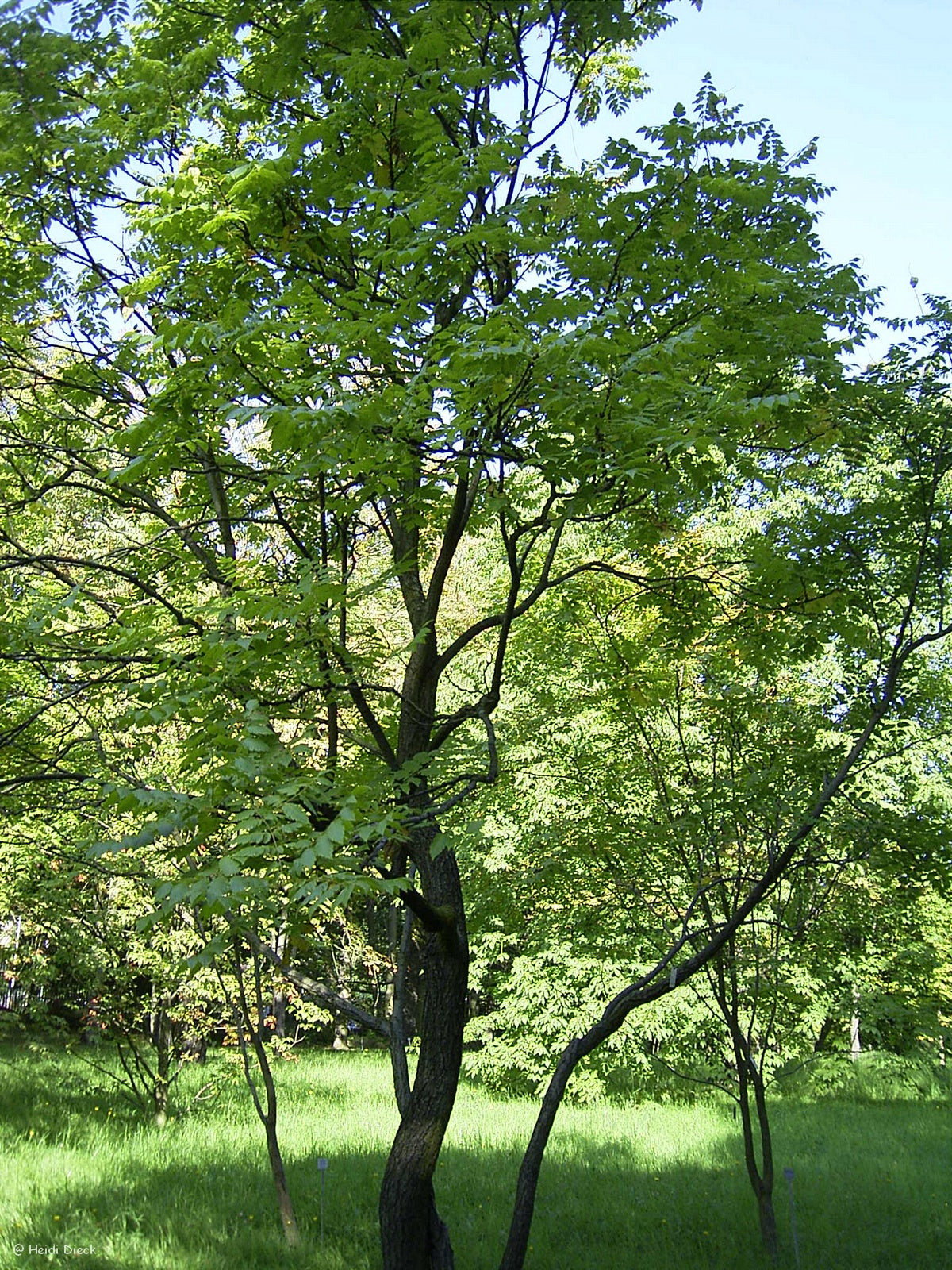Koelreuteria-paniculata