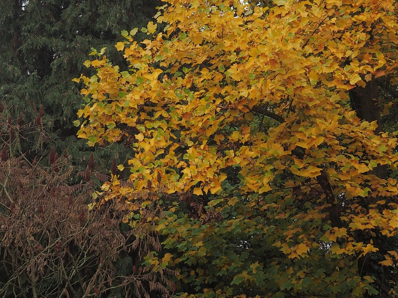 Liriodendron-Herbst