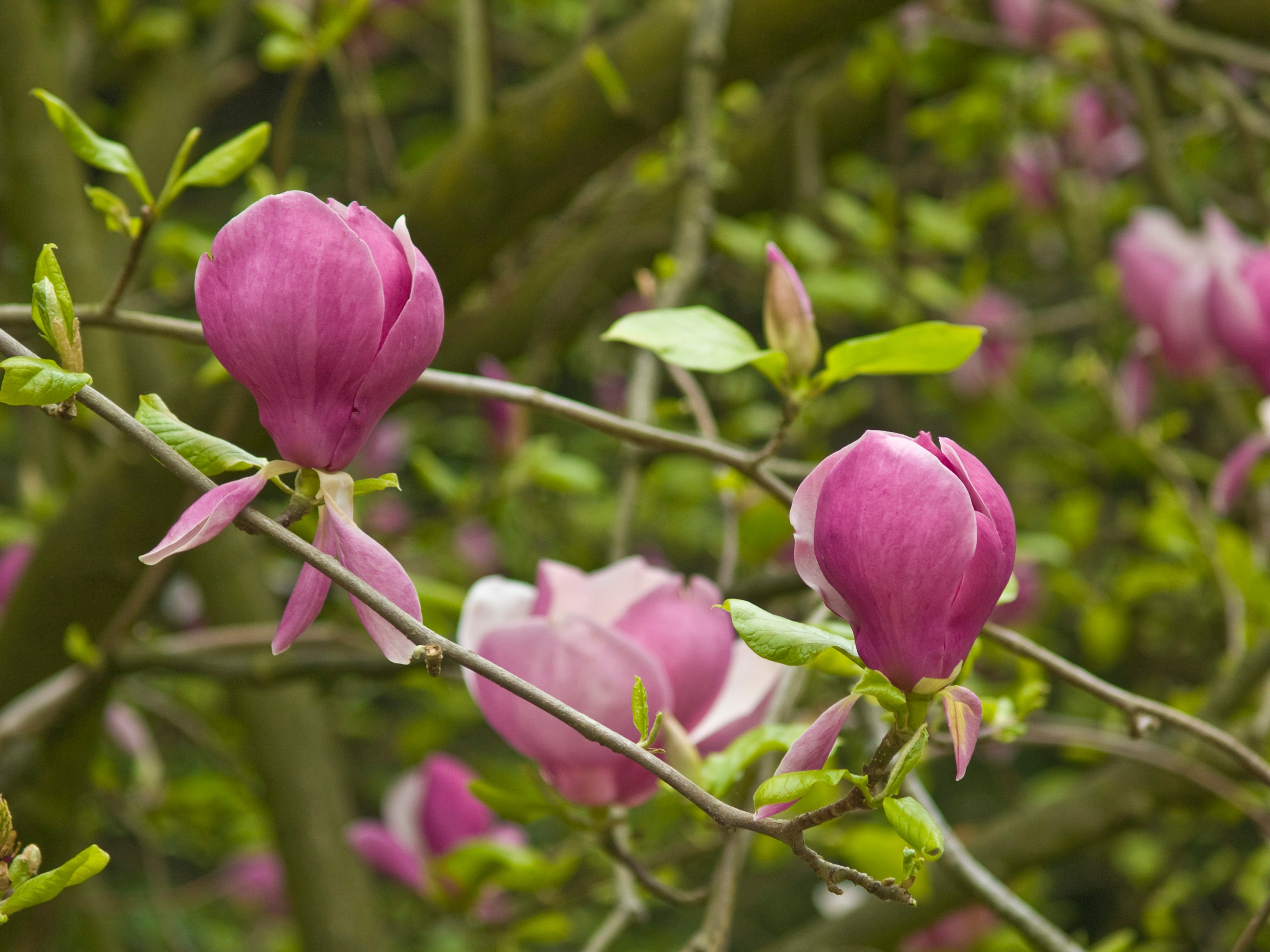 Magnolia-Rustica-Rubra