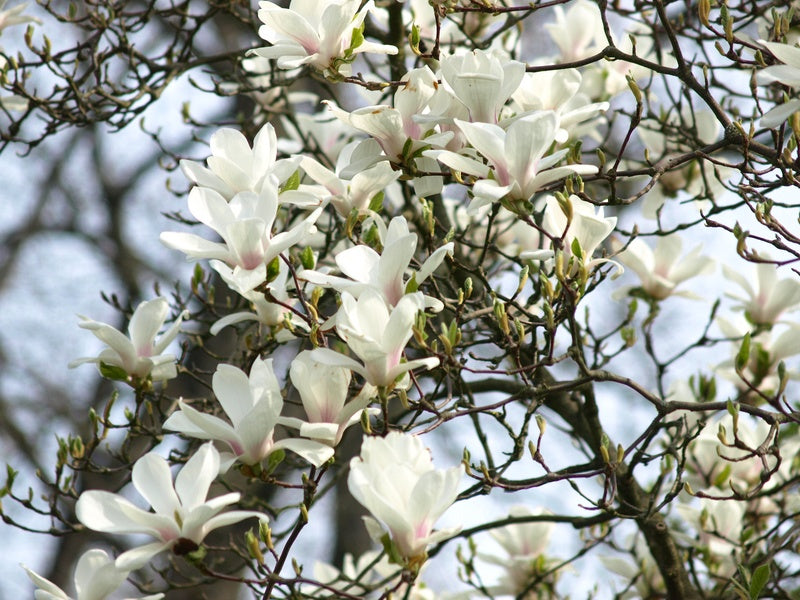 Magnolia-denudata-3
