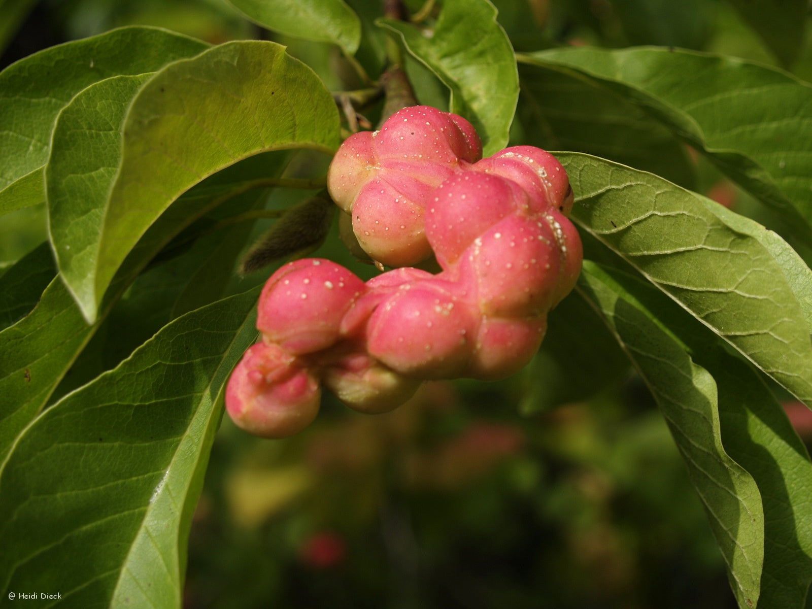 Magnolia-kobus-frucht