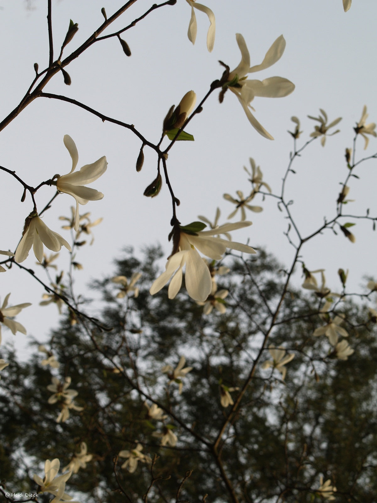 Magnolia-kobus