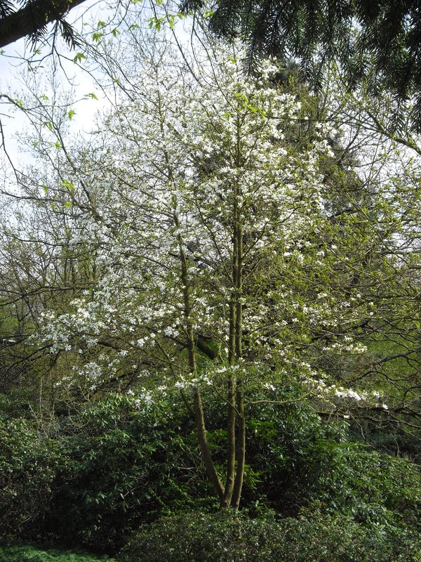 Magnolia-kobus6
