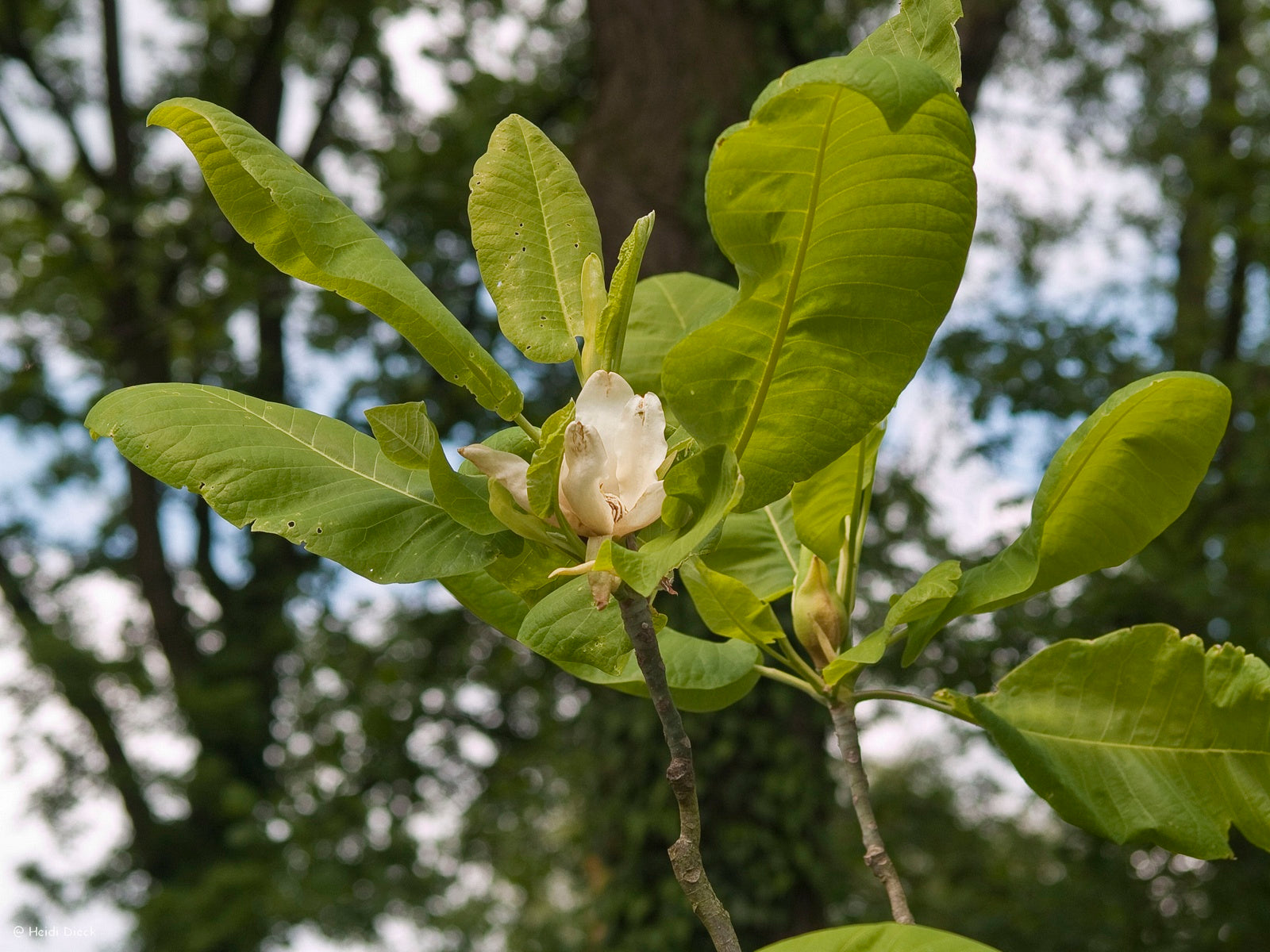 Magnolia-macrophylla2