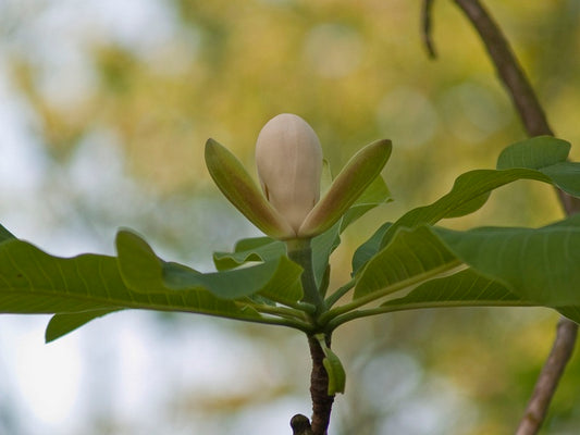 Magnolia-officinalis-biloba