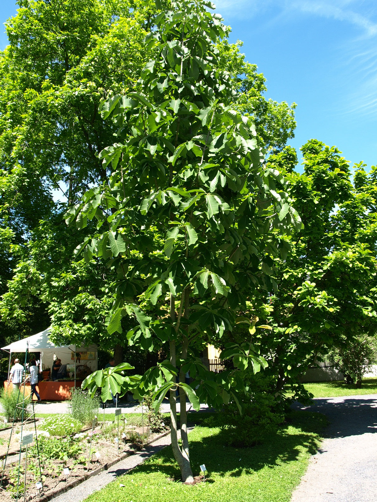 Magnolia-officinalis-var-biloba-2