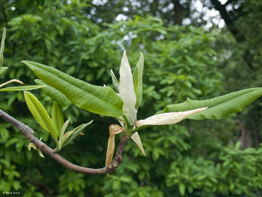 Magnolia-tripetala-2
