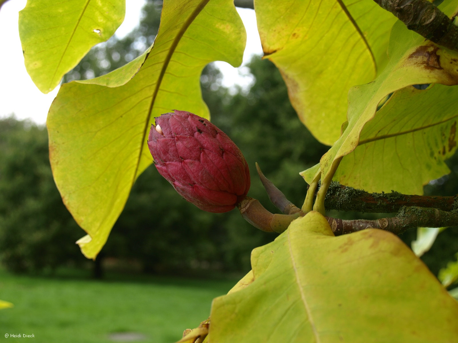 Magnolia-tripetala-Frucht