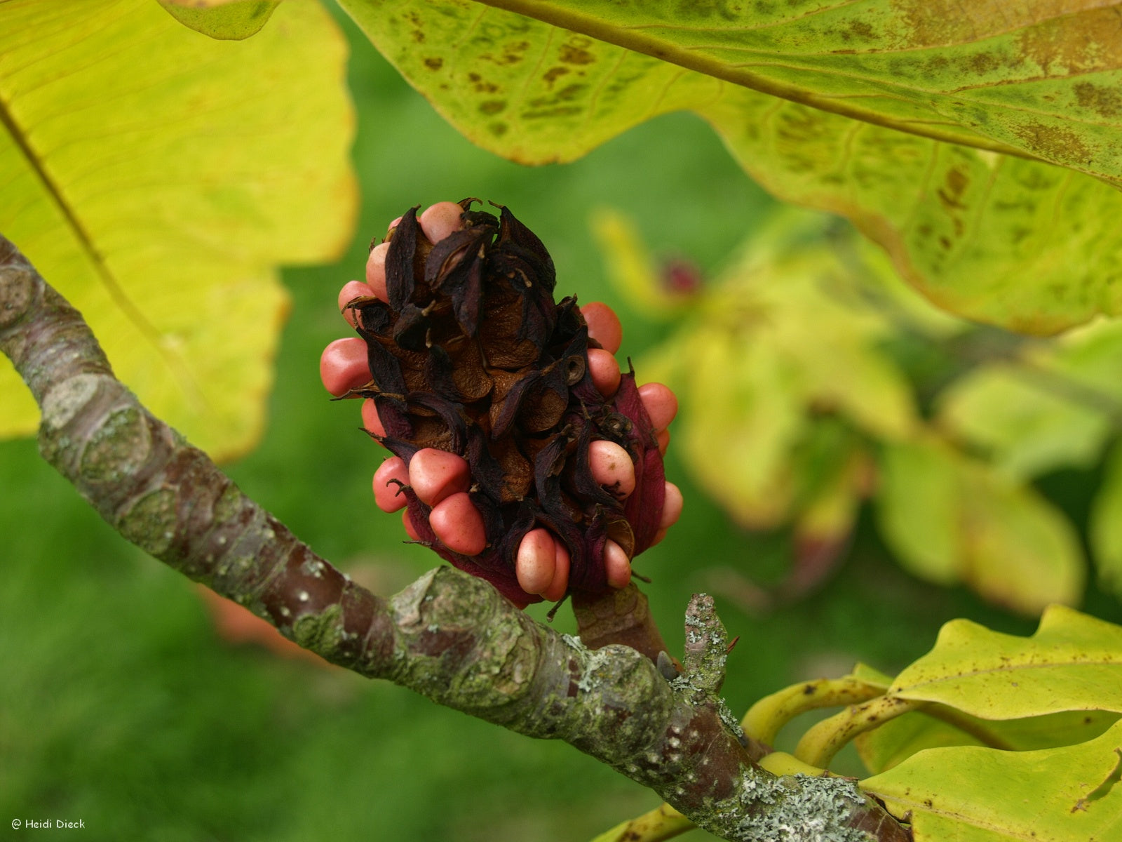 Magnolia-tripetala-Frucht1