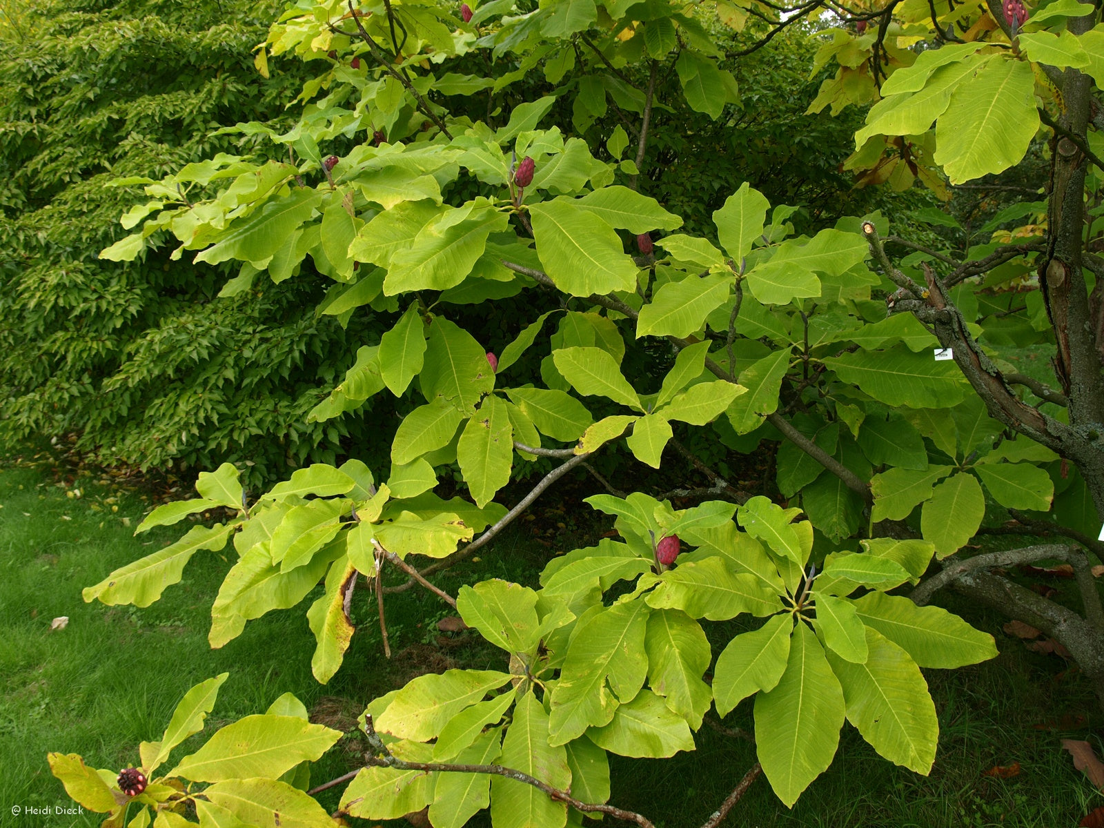 Magnolia-tripetala-Frucht2