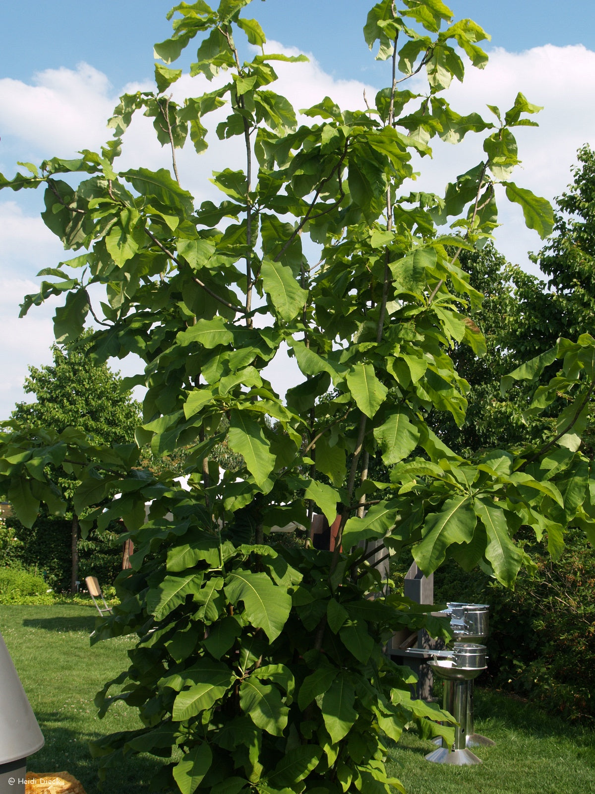 Magnolia-tripetala
