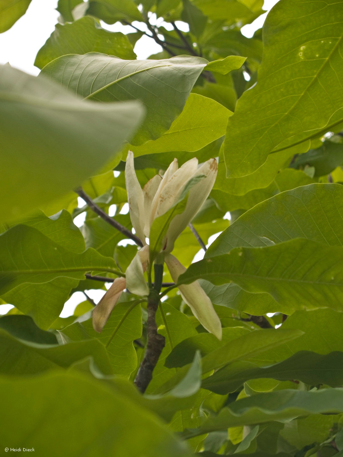 Magnolia-tripetala2