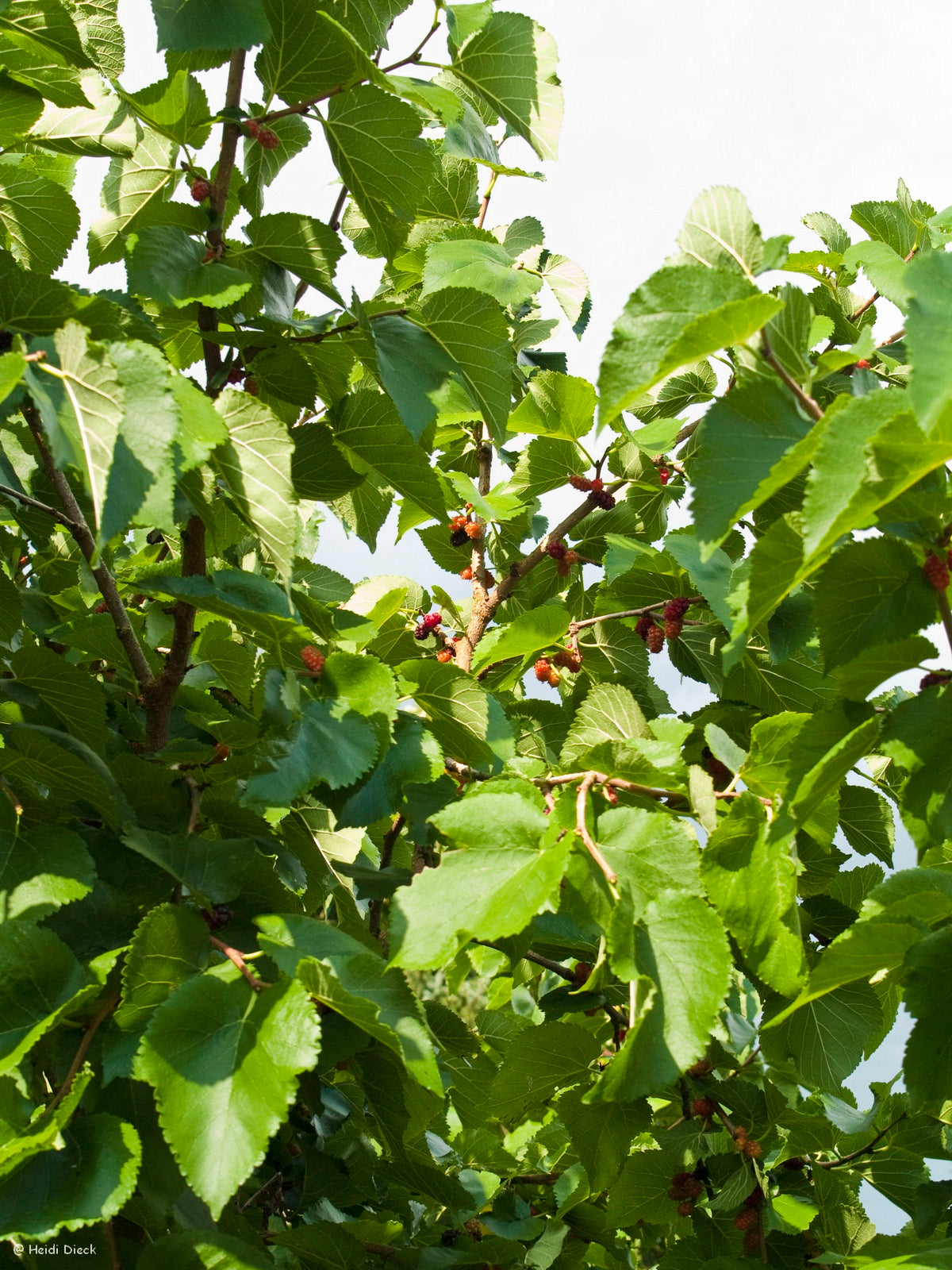 Morus-nigra-fruchtbaum