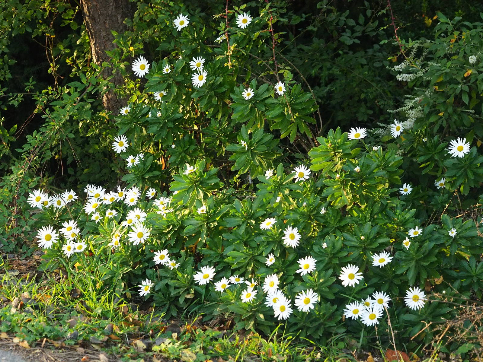 Nipponanthemum-nipponicum2