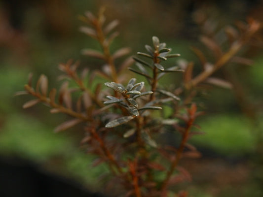Podocarpus-Red-Embers
