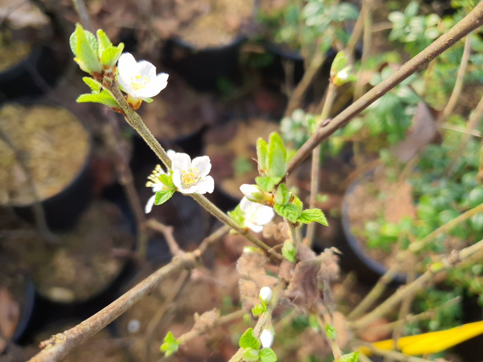 Prunus-tomentosa1