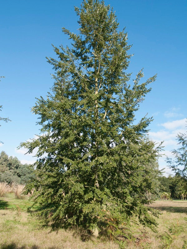 Quercus-acutissima2