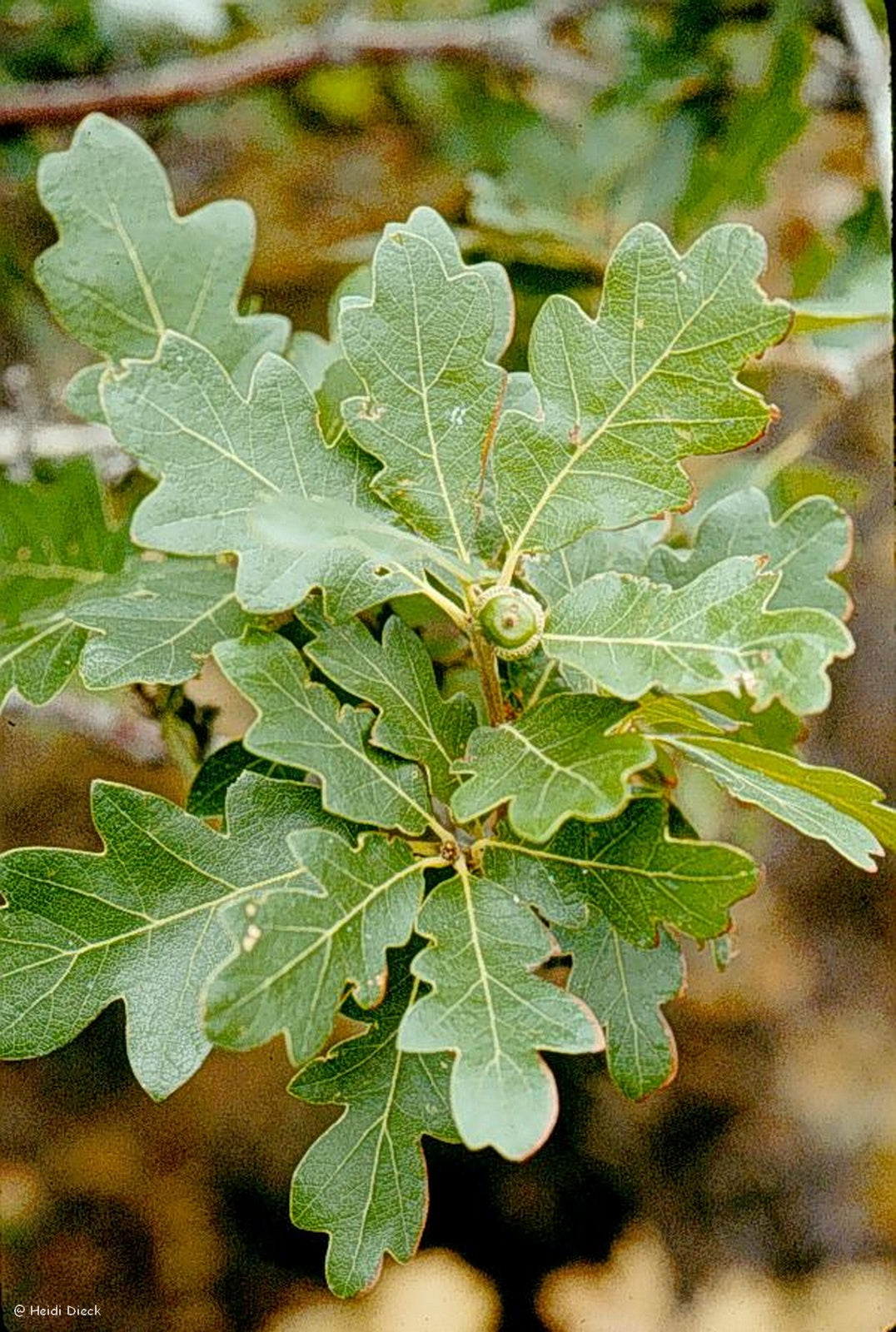 Quercus-gambelii