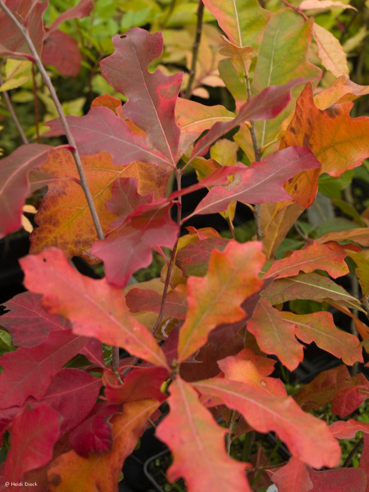 Quercus-illicifolia-Herbst
