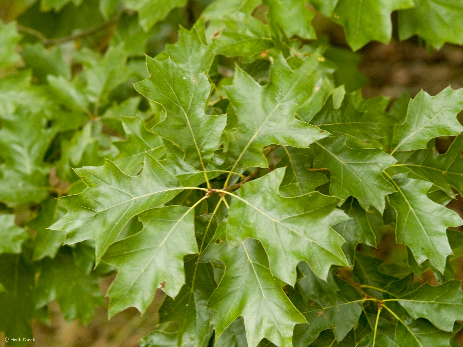 Quercus-illicifolia-nah