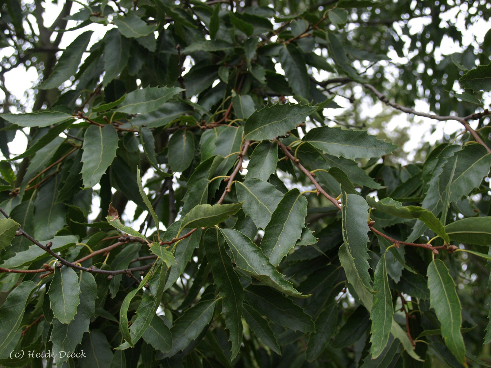 Quercus-libanii1