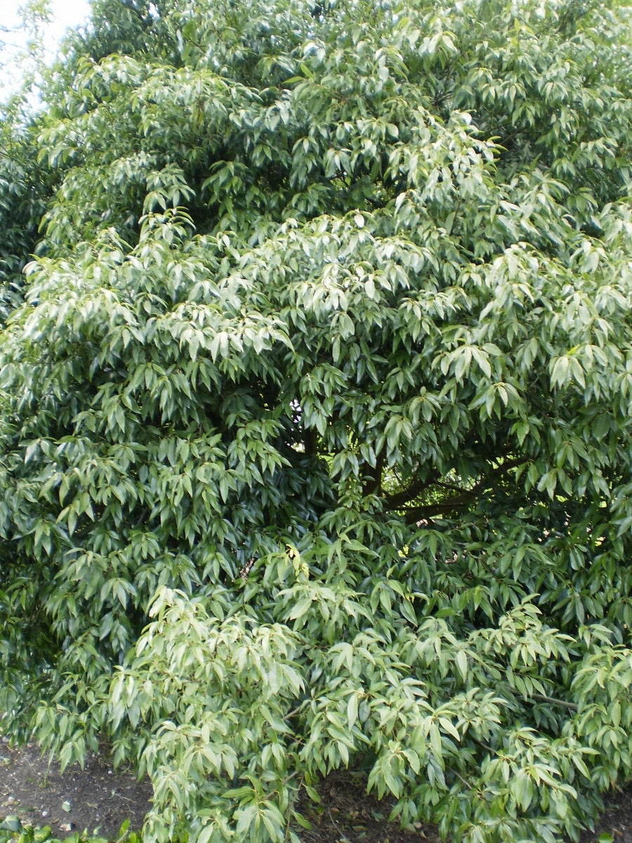 Quercus-myrsinifolia-blatt