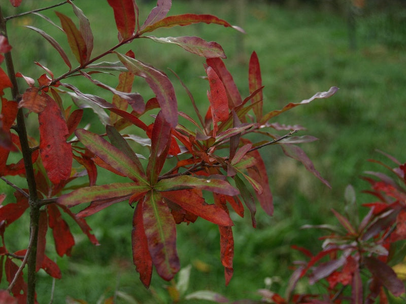 Quercus-phellos-Herbst1
