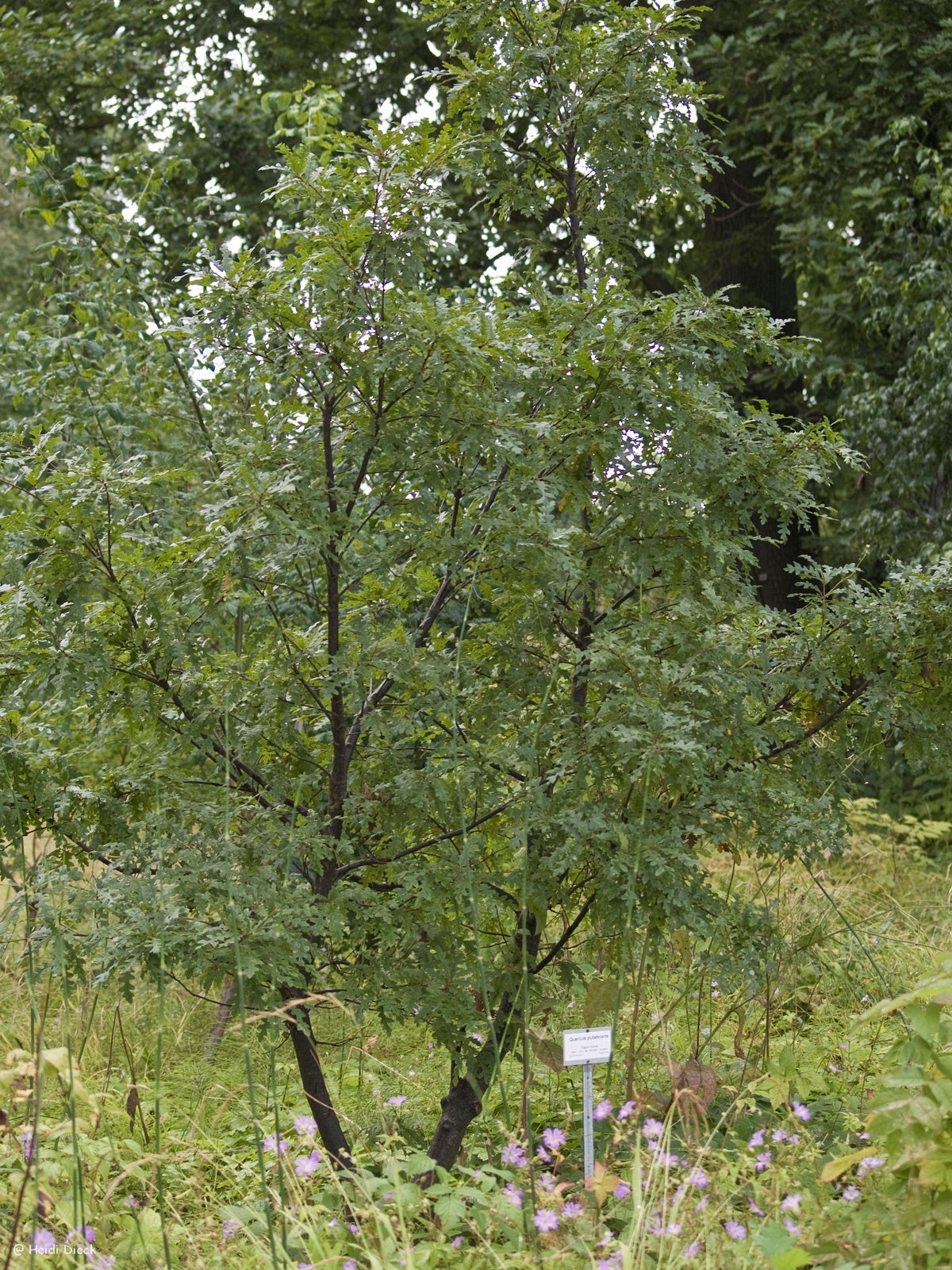 Quercus-pubescens