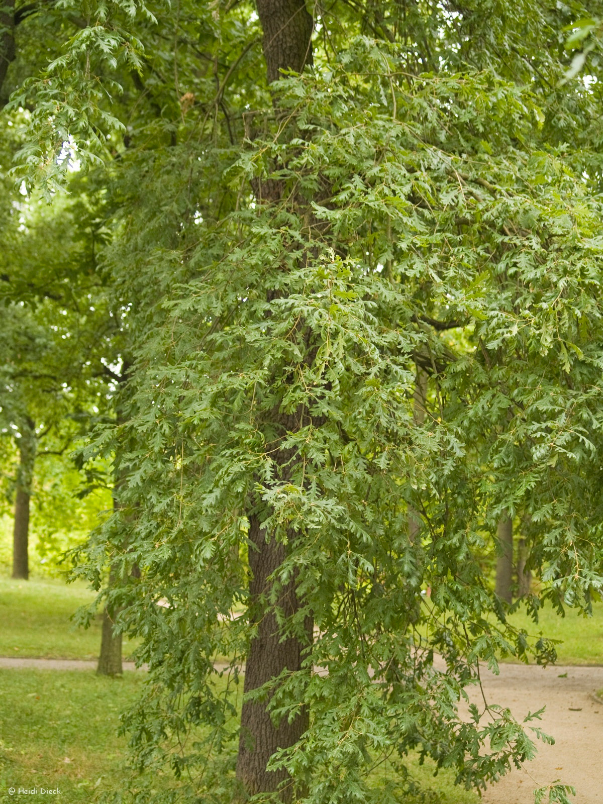 Quercus-pyrenaica-Baum
