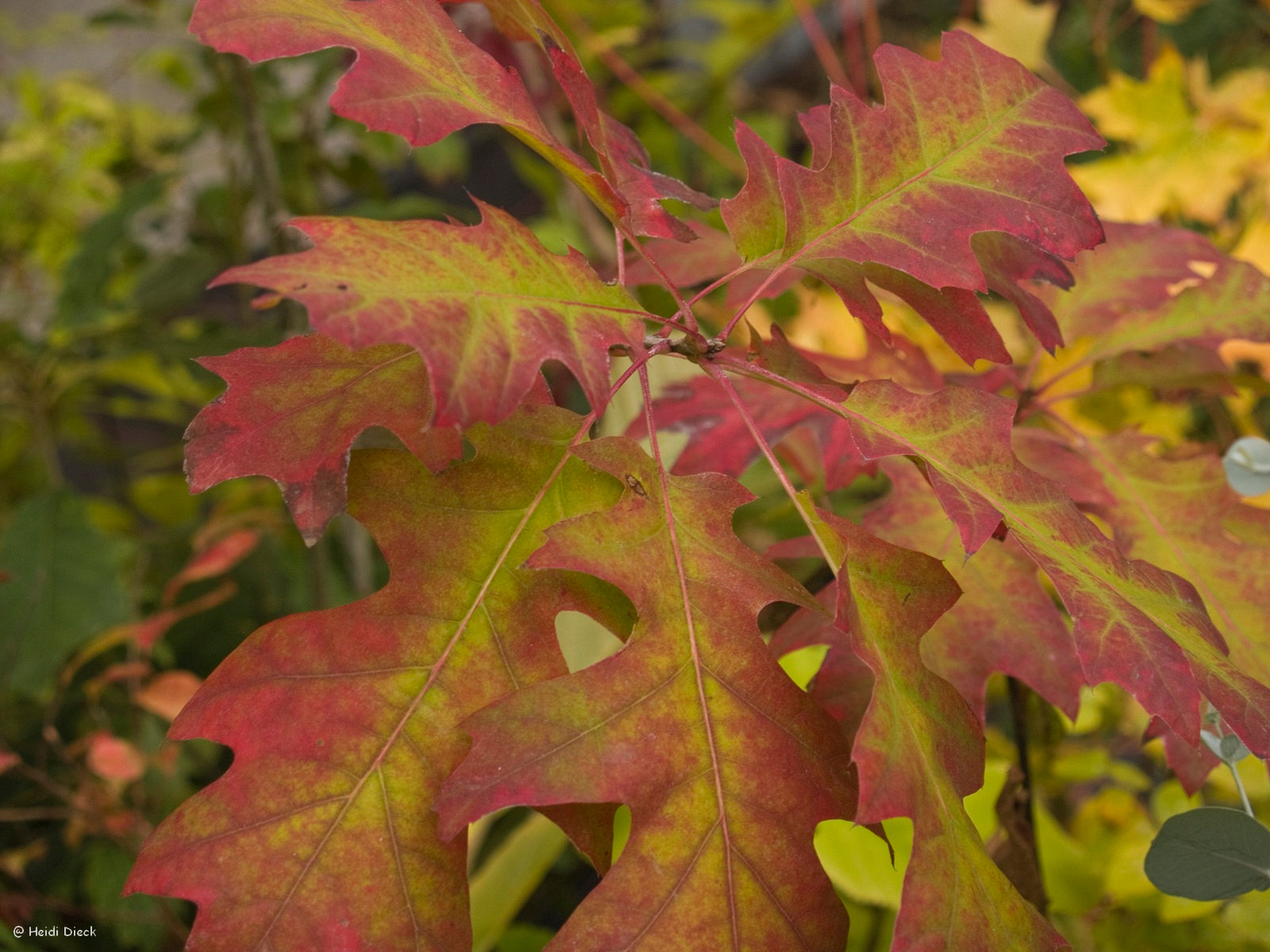 Quercus-shumardii-Herbst