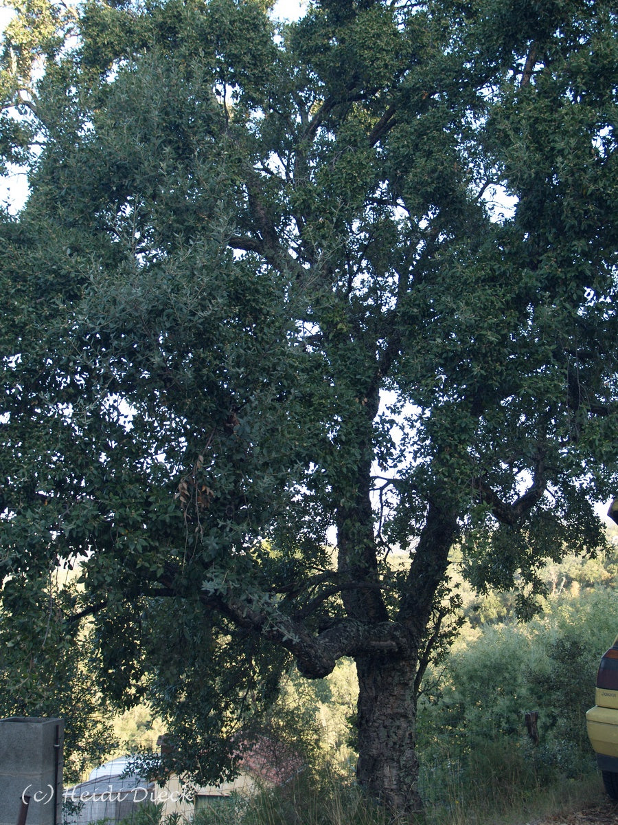 Quercus-suber1