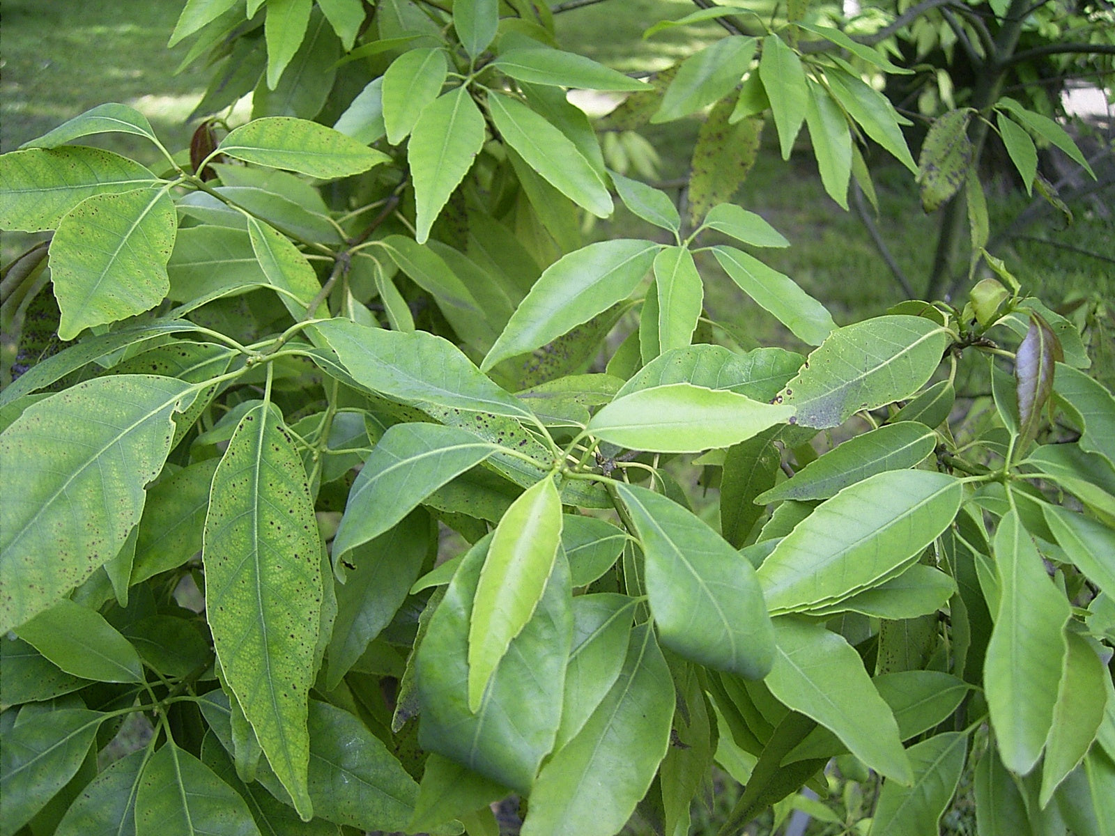 Quercus_myrsinifolia_blatt