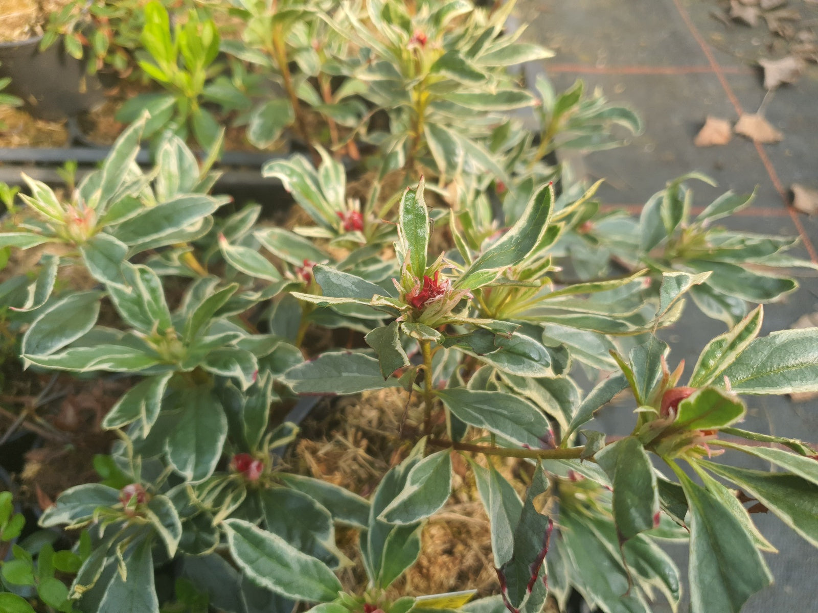 Rhododendron-Golden-Green-Gift
