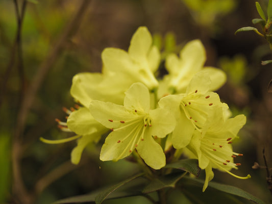 Rhododendron-Wren