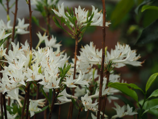 Rhododendron-atlanticum