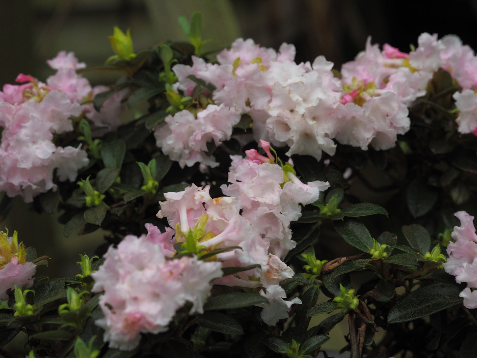 Rhododendron-cephalanthum-Crebreflorum2