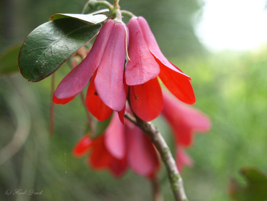 Rhododendron-cinnabarinum-ssp-cinnabarinum