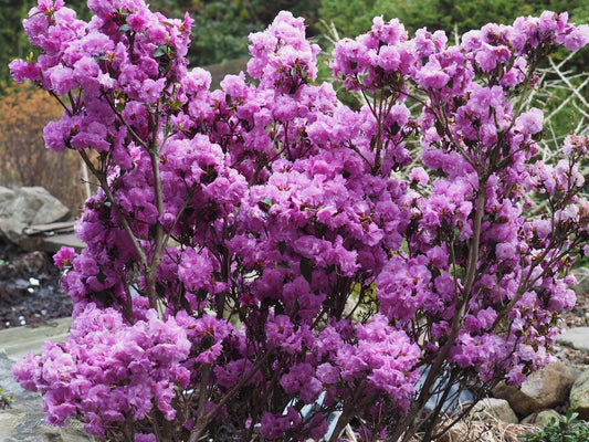 Rhododendron-dauricum-April-Rose3