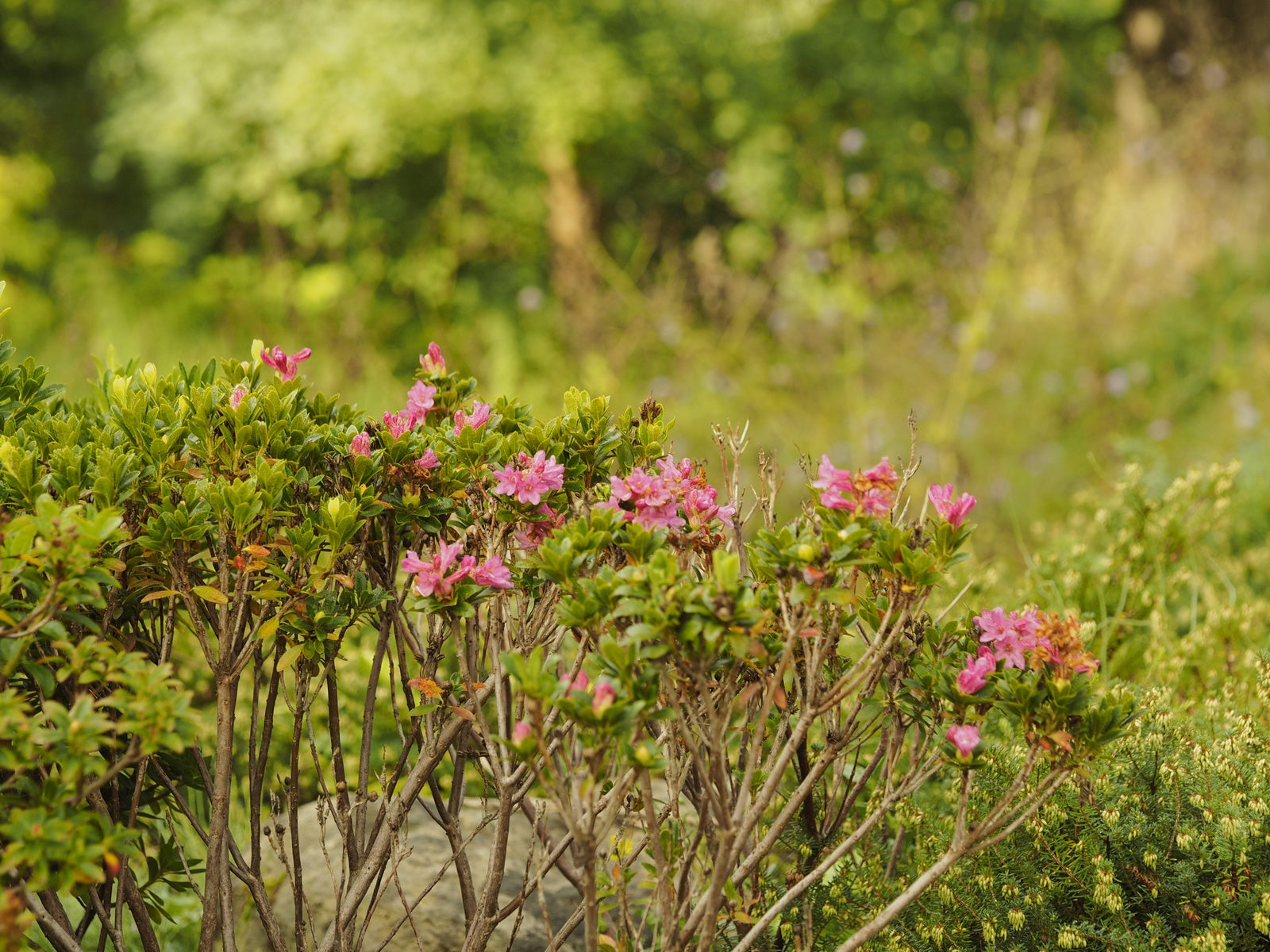Rhododendron-hirsutum1