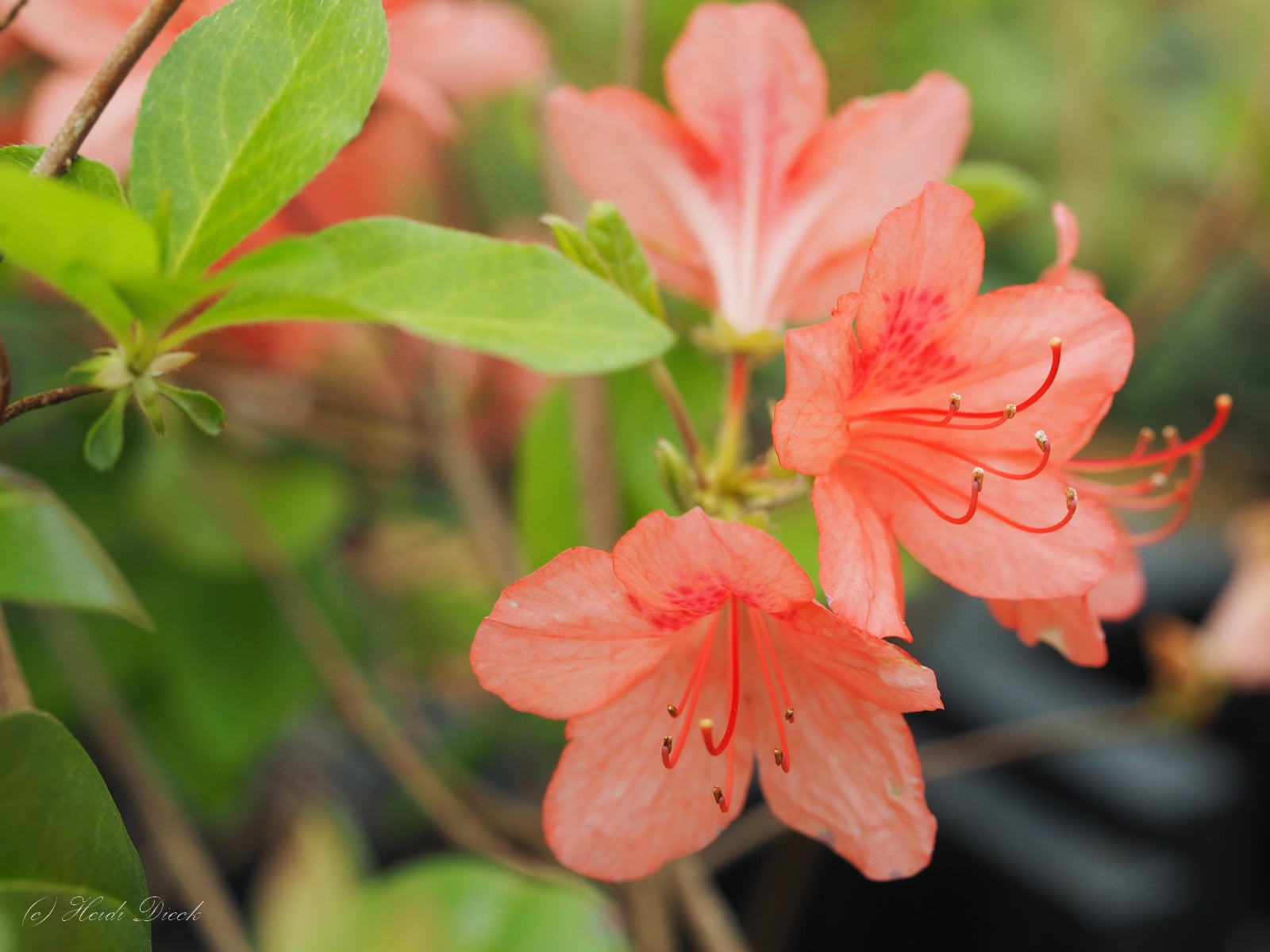 Rhododendron-kaempferi-rosa3