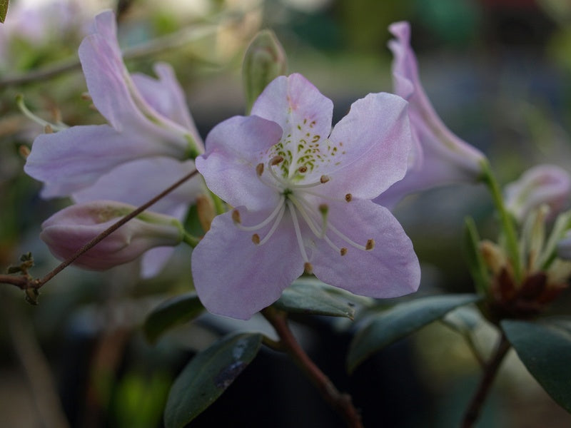 Rhododendron-oreotrephes-2