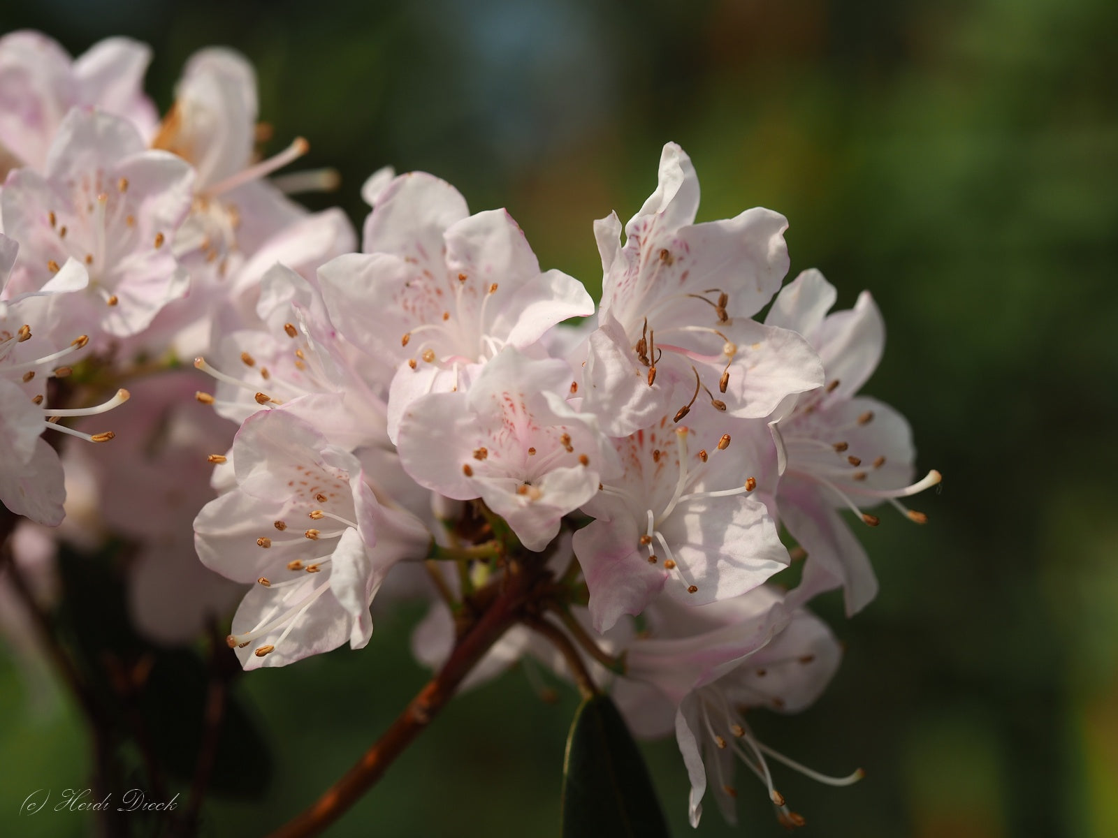 Rhododendron-oreotrephes4