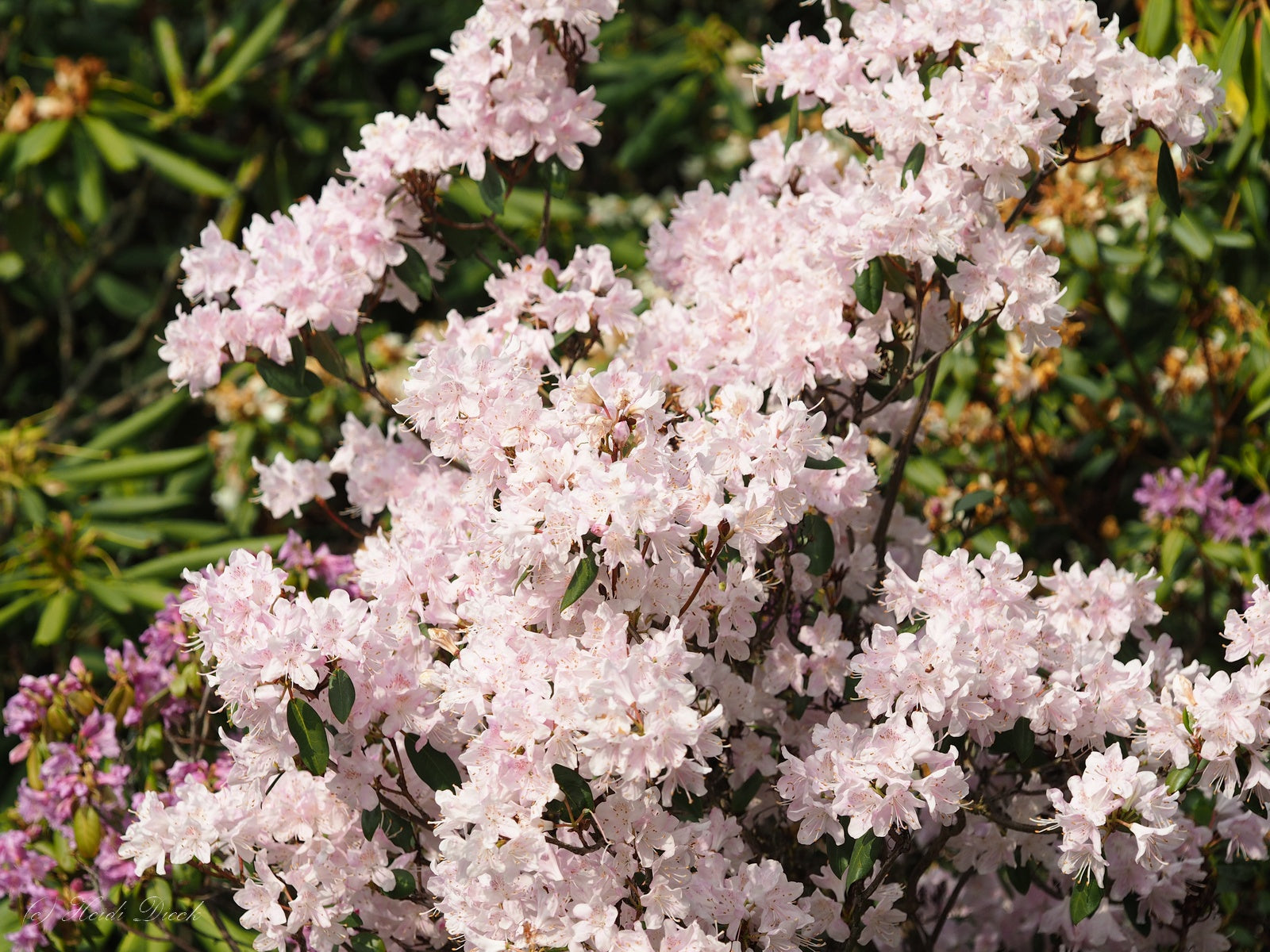 Rhododendron-oreotrephesndyQukF9U7noh