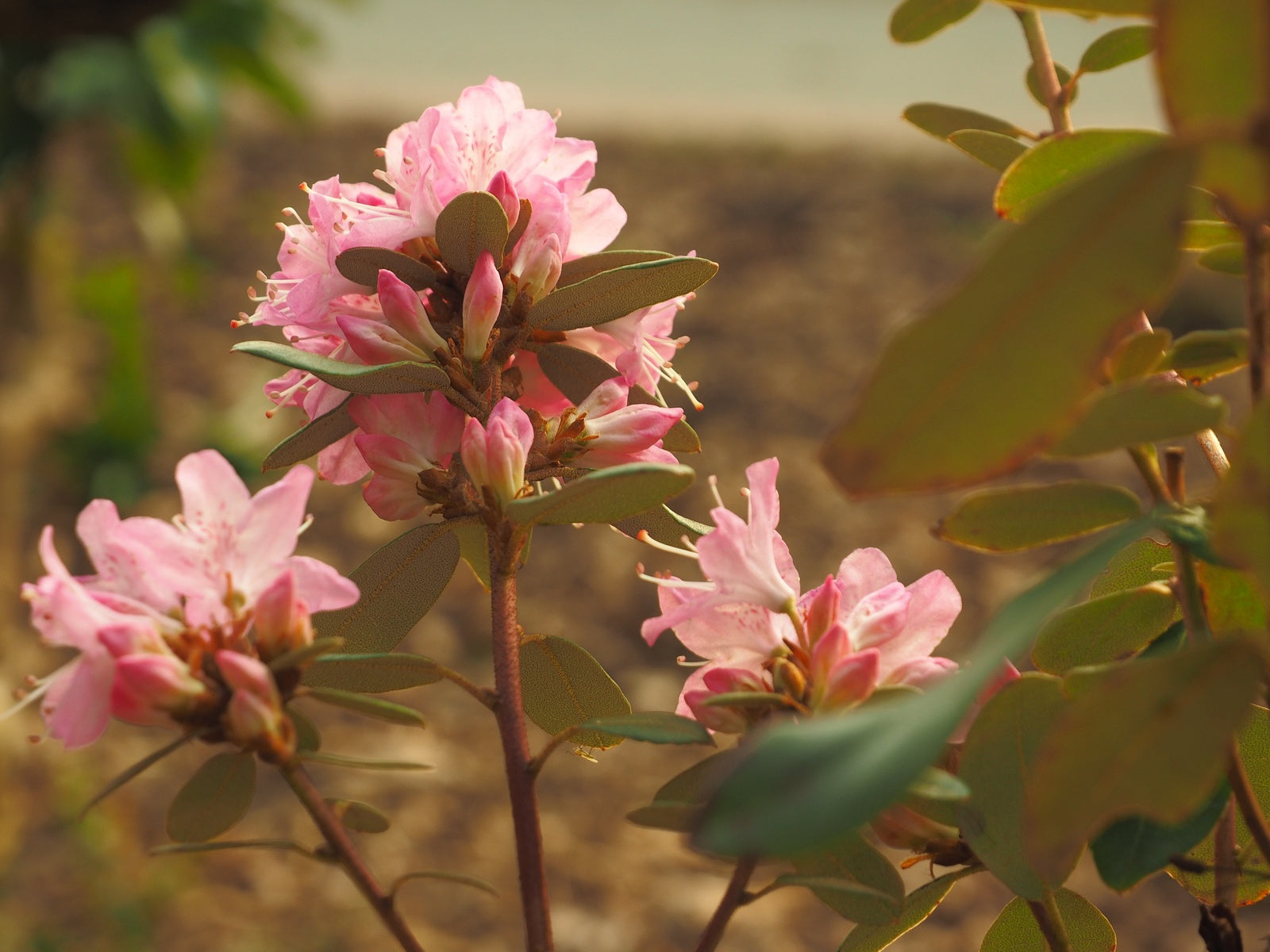 Rhododendron-racemosum-Rock-Rose1