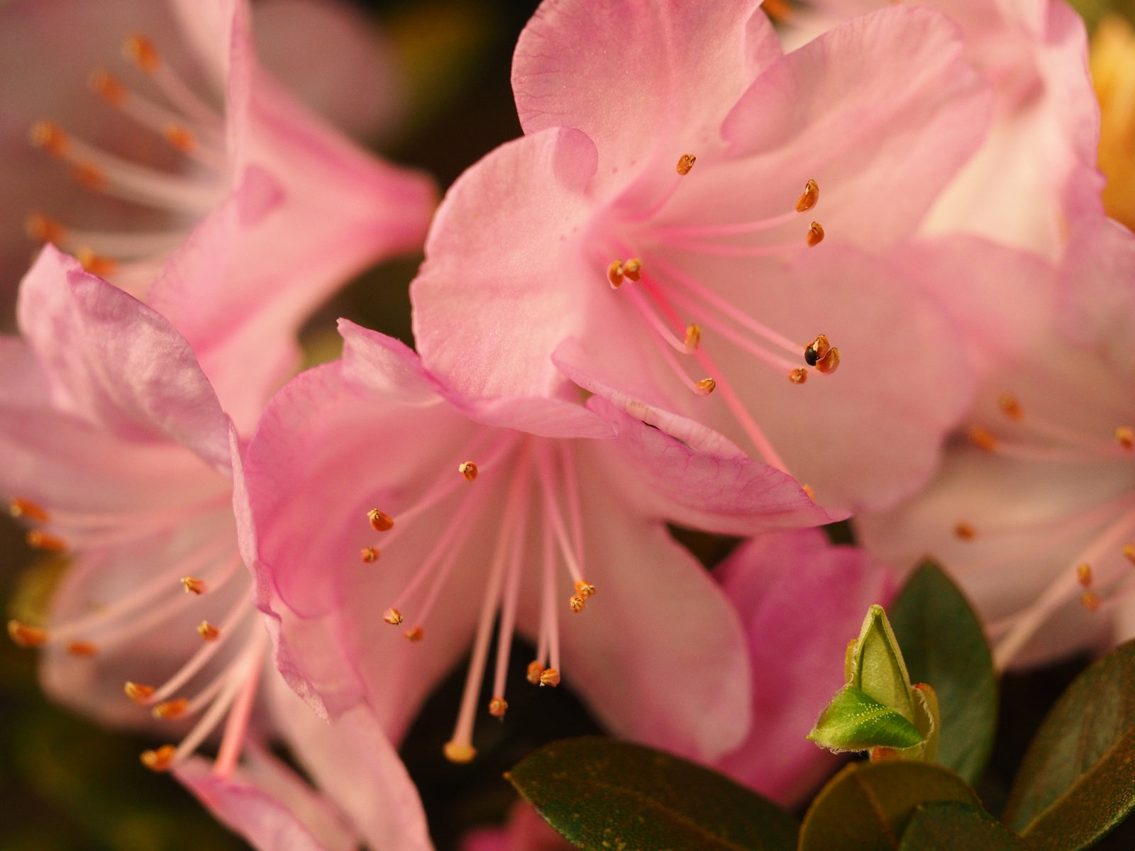 Rhododendron-saluense-Charme-La1-2