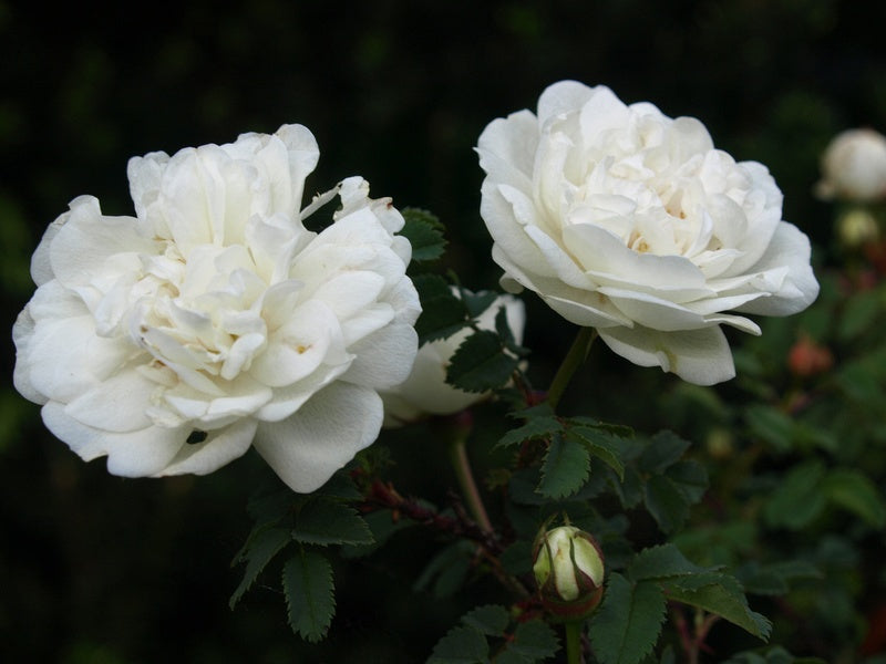 Rosa-Pimpinelifolia6